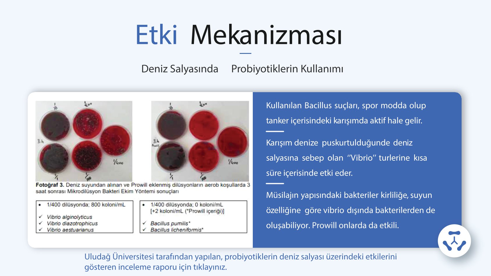 Deniz Salyası Sunumu 3